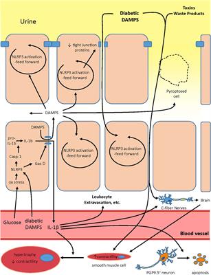 Inflammation triggered by the NLRP3 inflammasome is a critical driver of diabetic bladder dysfunction